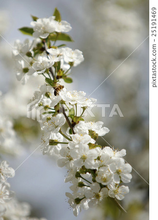 Honey Bees on a cherry blossom flower collecting 2 25191469
