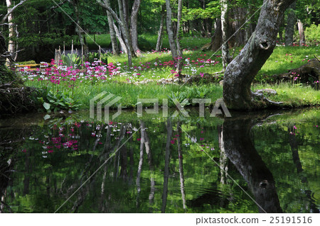 粳稻報春 粳稻報春 25191516