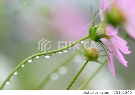 雨後的秋天櫻花樹 25191840