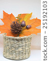 Autumn leaves 25192103