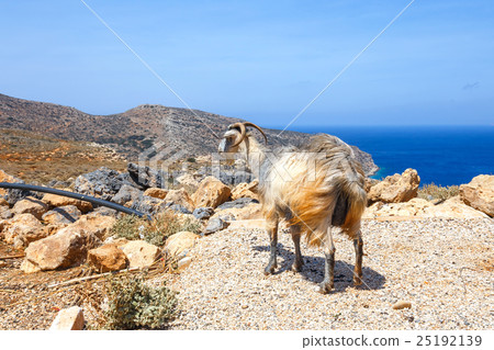 Domestic goat on Crete Island, Greece Domestic goat on Crete Island, Greece 25192139