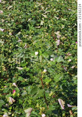 美國棉田 美國棉田 25192214