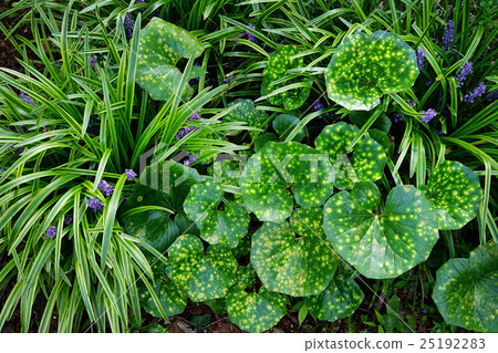 Tsubaki and Yaburan Tsubaki and Yaburan 25192283