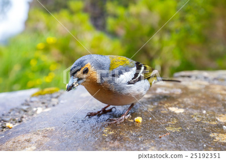 Carduelis chloris, Greenfinch, Madeira Island 25192351