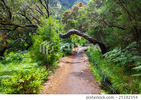 laurel forest, Madeira Island, Portugal 25192354