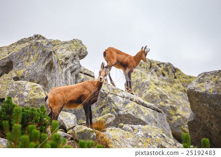 Chamois, Rupicapra Carpatica 25192483