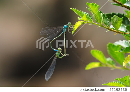 雄性甘藷交配（雌性·不同顏色類型） 25192586