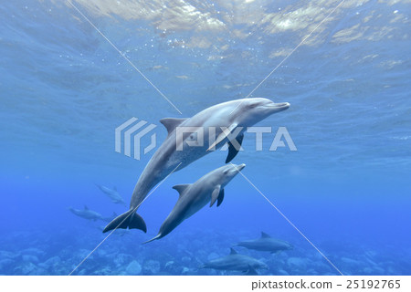 海豚的父母和孩子 25192765