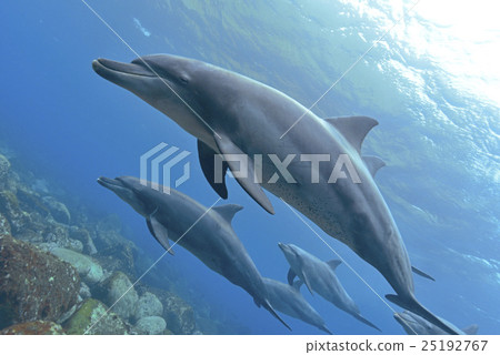 A group of dolphins 25192767