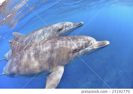 幾隻海豚 25192770