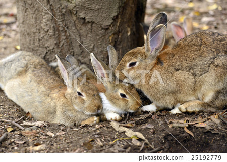 好朋友兔子 25192779