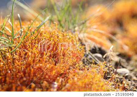 Sparrow of the snapper 25193040