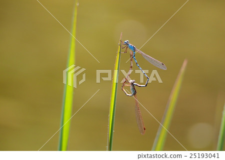 Hosomiotomenthumbo (mating) 25193041