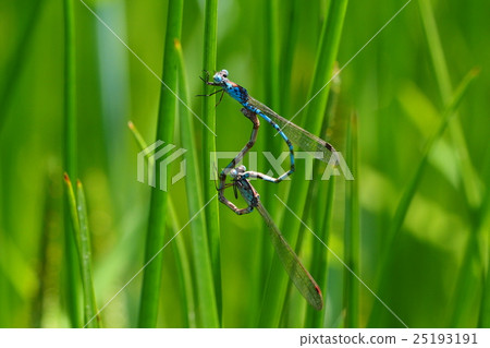 Hosomiotomenthumbo（交配） 25193191