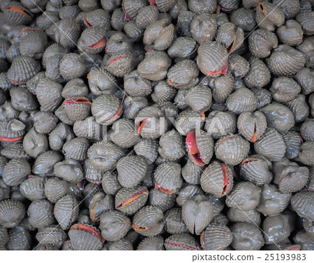 fresh cockles in mud 25193983
