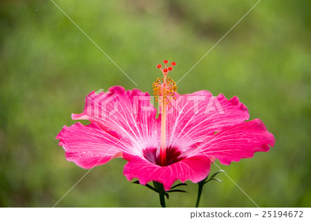 芙蓉----粉紅女郎 芙蓉----粉紅女郎 25194672