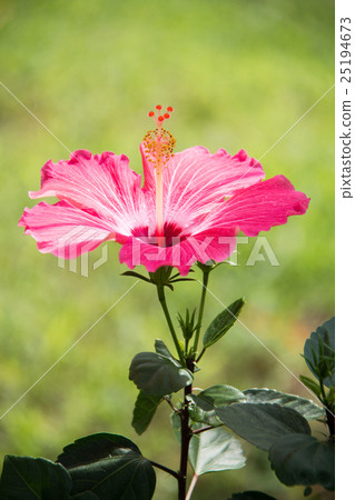 芙蓉----粉紅女郎 芙蓉----粉紅女郎 25194673