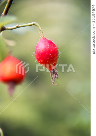 Apple Rose Apple Rose 25194674
