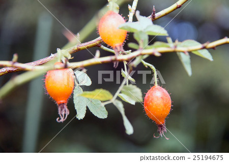 Apple Rose Apple Rose 25194675