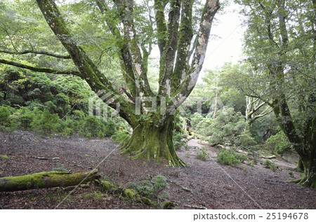 Amagi's primeval forest 25194678