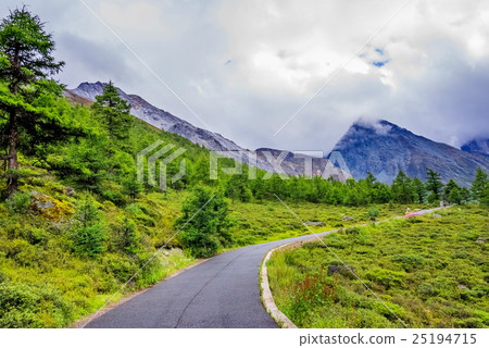 road to the snow mountain with pine forest road to the snow mountain with pine forest 25194715