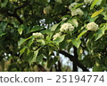 樹葉 25194774