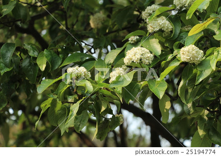 樹葉 樹葉 25194774