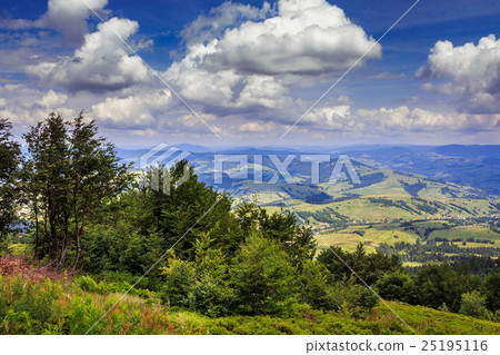 coniferous forest on a mountain slope 25195116