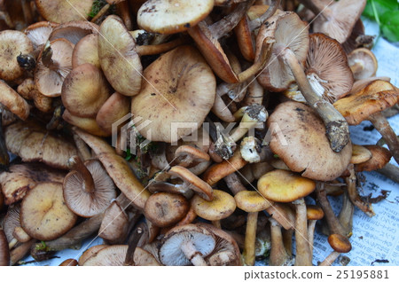 Natural 'Naratake' Dusky (Nojiri Shinno-cho, Kamisui-gun, Nagano Prefecture) 25195881