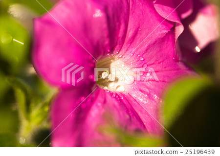 Beautiful morning glory flower 25196439
