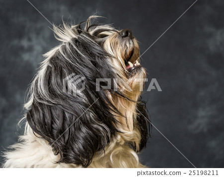 Tibetan Terrier Tibetan Terrier 25198211
