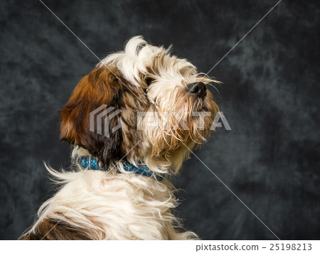 Tibetan Terrier Tibetan Terrier 25198213