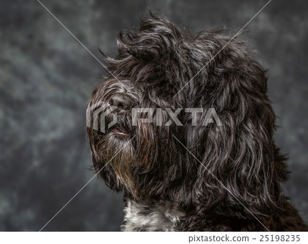 Tibetan Terrier 25198235