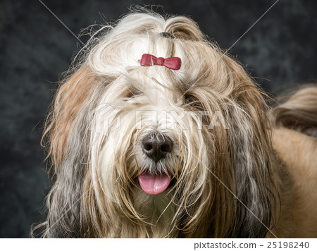 Tibetan Terrier Tibetan Terrier 25198240