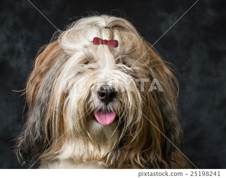 Tibetan Terrier Tibetan Terrier 25198241