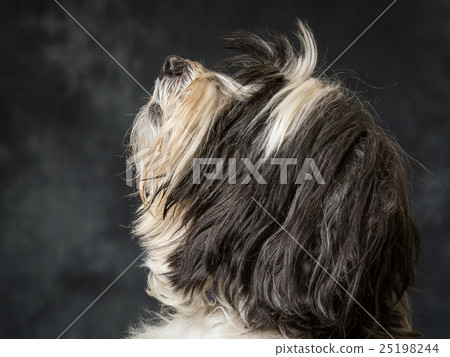 Tibetan Terrier 25198244