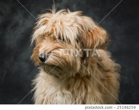 Tibetan Terrier Tibetan Terrier 25198259
