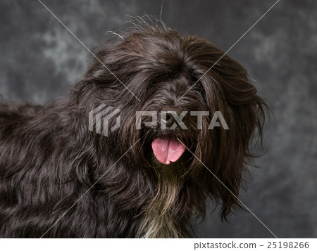 Tibetan Terrier 25198266