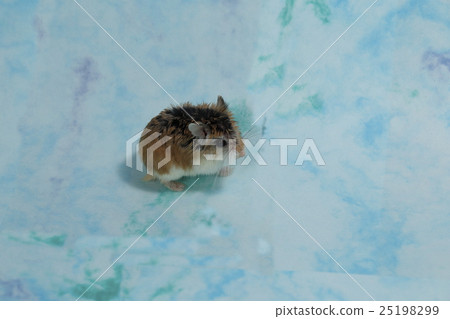 Roborovsky hamster 25198299