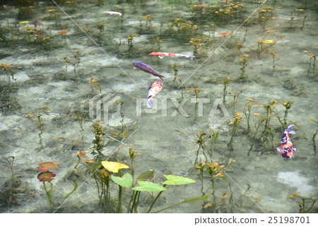 Gifu prefecture · Negoya shrine's name also without pond 25198701