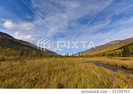 [阿拉斯加]風光秋色的黃葉（11） 25199761