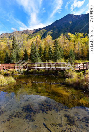 [阿拉斯加]風景秋天的黃葉垂直（12） 25199762