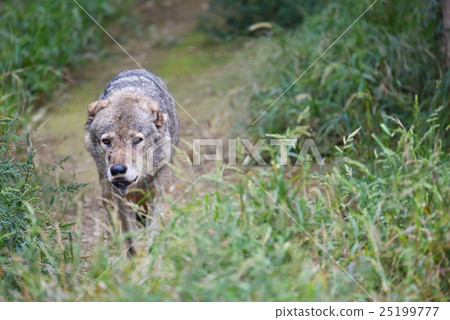 [動物]北美灰狼（1） 25199777