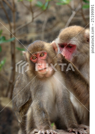 Kokushima的日本猴子 Kokushima的日本猴子 25199991