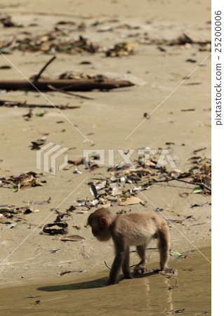 Japanese monkey from Kokushima 25200006