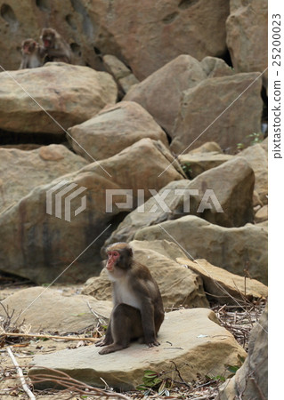 Japanese monkey from Kokushima 25200023