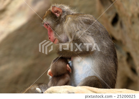 Japanese monkey from Kokushima 25200025