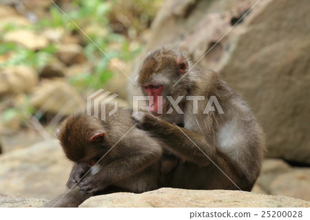 Japanese monkey from Kokushima 25200028