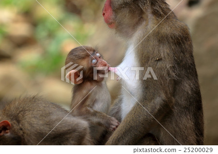Japanese monkey from Kokushima 25200029
