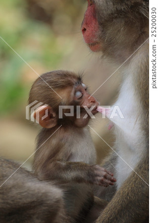 Japanese monkey from Kokushima 25200030